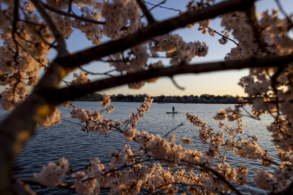 A person on a paddle board makes their way across the Tidal Basin in Washington, D.C.