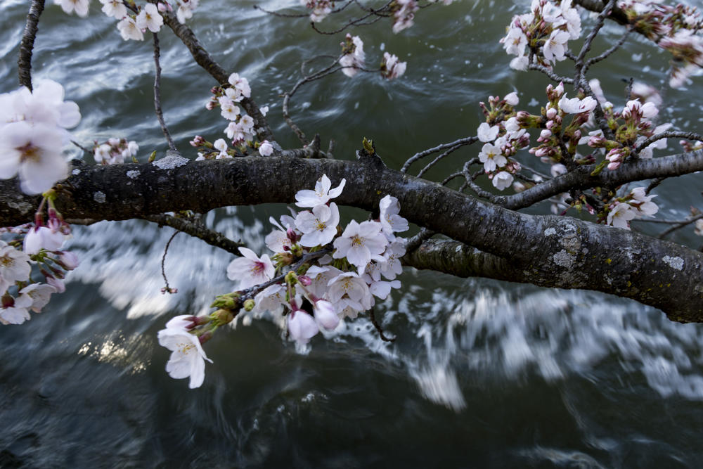 Cherry blossoms hover above the water in the Tidal Basin.