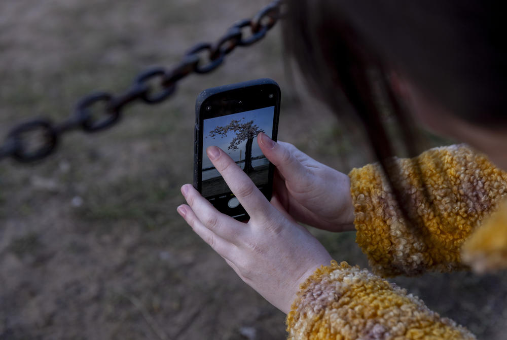 Someone uses a cell phone to compose a photo of 
