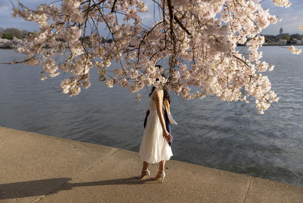 A person poses with the cherry blossoms in their graduation outfit.