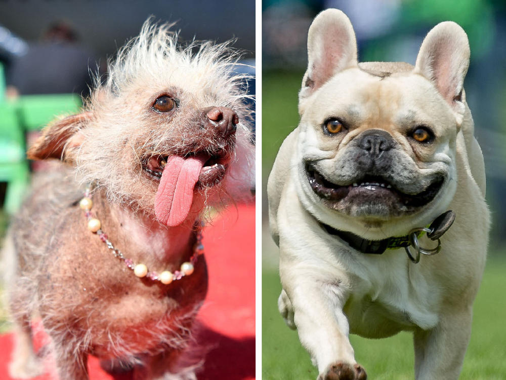 From left: adorbs, ugly-cute, just darling