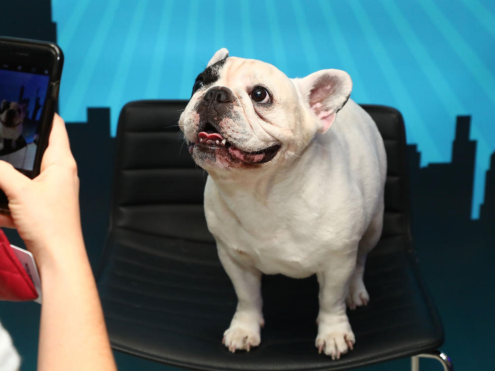 The French bulldog is America's most popular breed, according to the American Kennel Club. This one, Manny The Frenchie, attended Time Inc.'s 2017 PetHero Pet Party to benefit animals impacted by hurricanes.