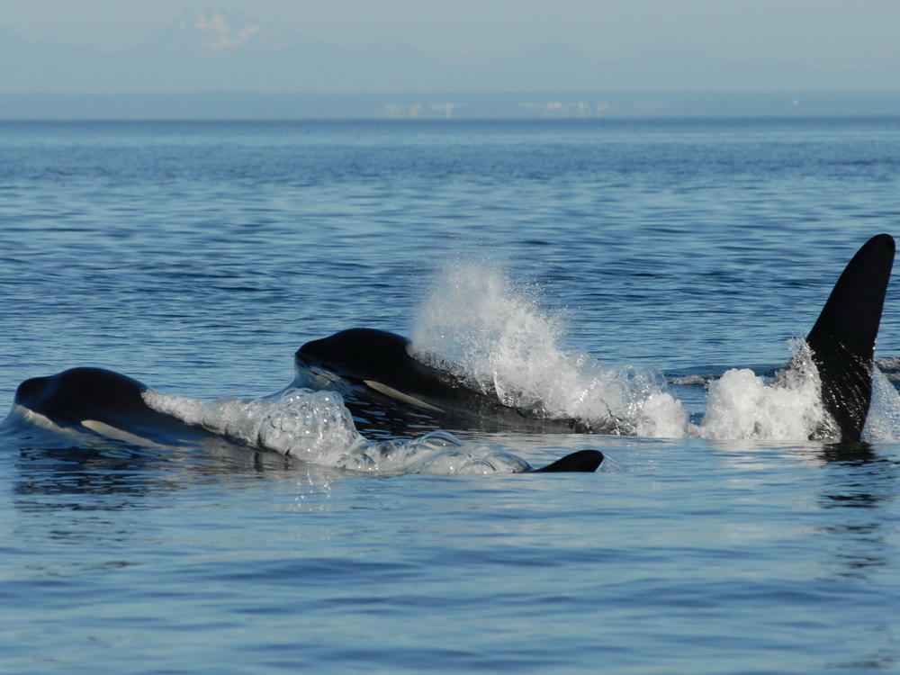 A post-reproductive toothed whale mother and her son.