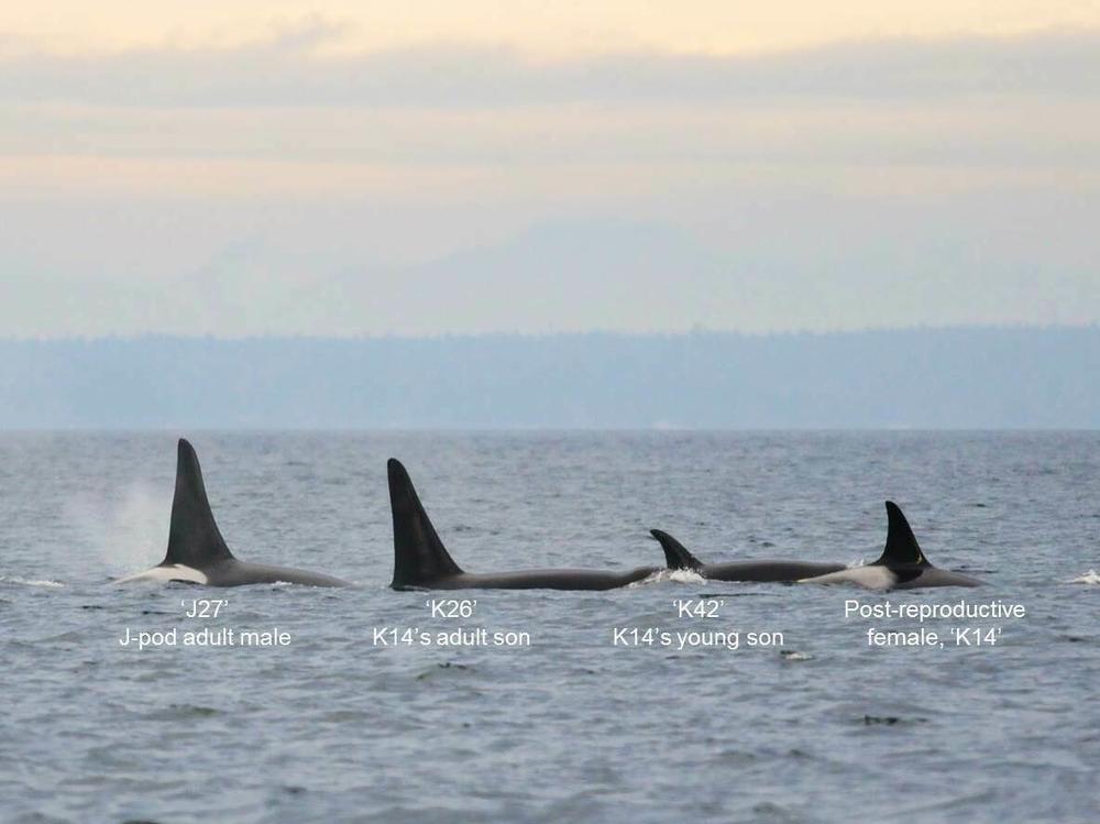 A post-reproductive toothed whale mother leading her young son and adult son.