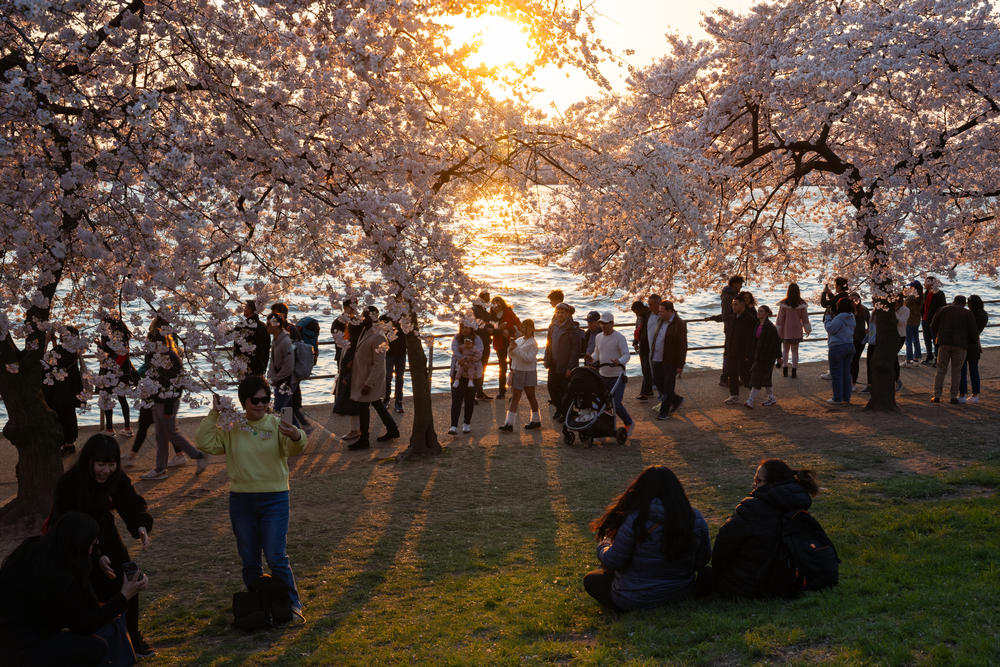 People visit the Tidal Basin in Washington, D.C., during the cherry blossoms' peak bloom on Wednesday.