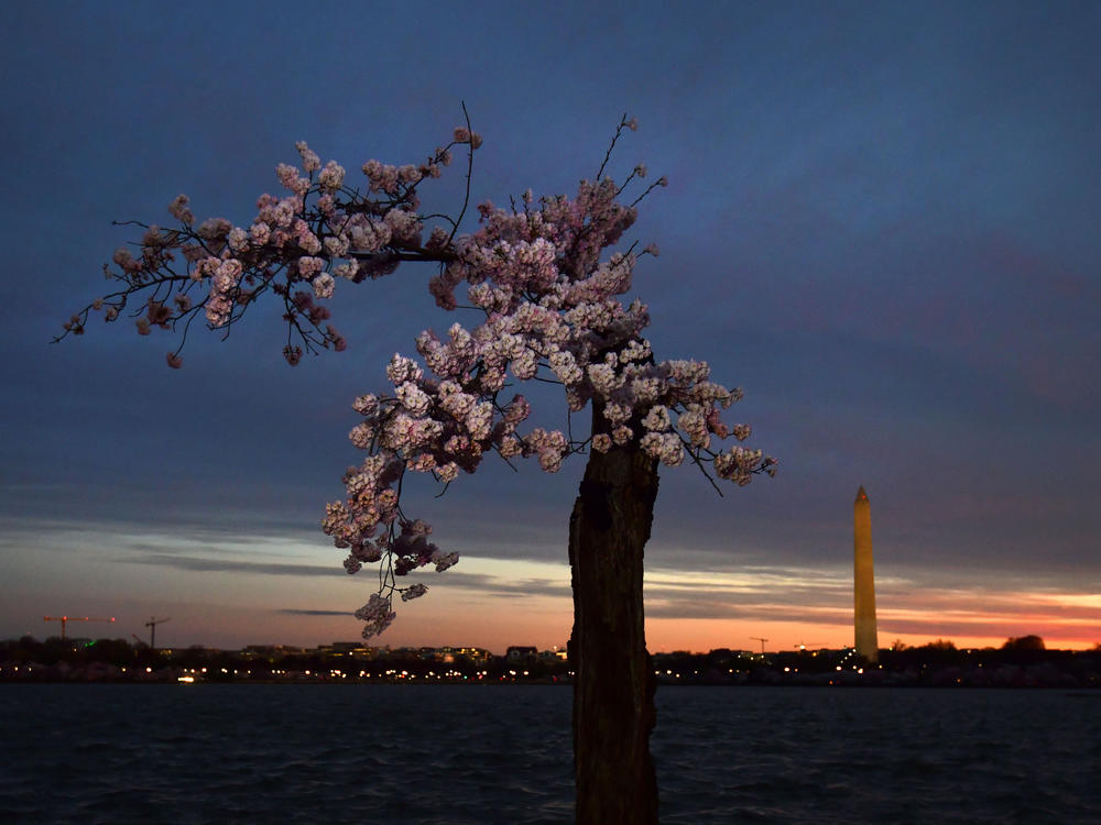 A beloved cherry blossom tree named 