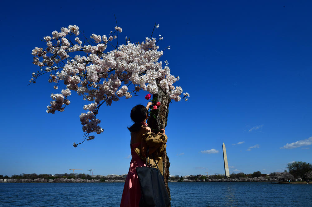 Jiayi Zheng leaves a flower for the beloved cherry blossom tree named 