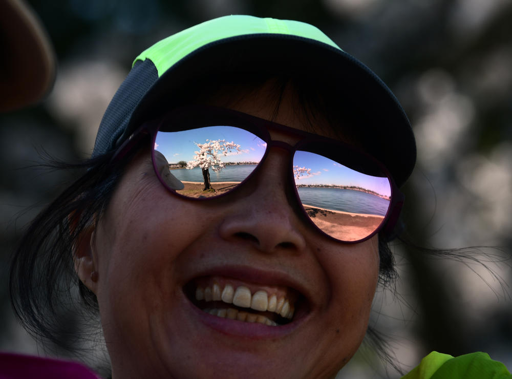 A woman enjoys the cherry blossoms during their peak bloom. 
