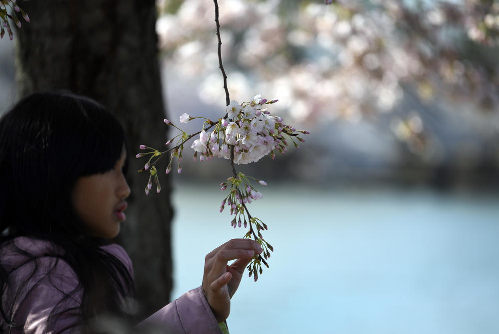 A girl touches the cherry blossoms.