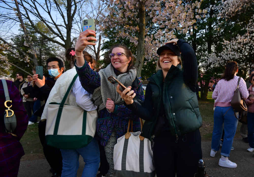 People photograph cherry blossoms as they reach their peak bloom around the Tidal Basin.