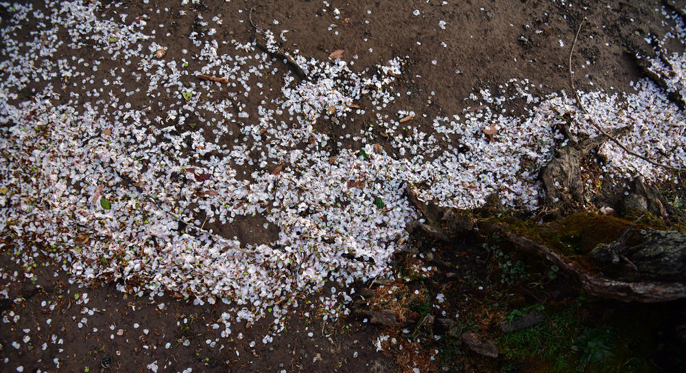 Cherry blossoms carpet the ground around the Tidal Basin.