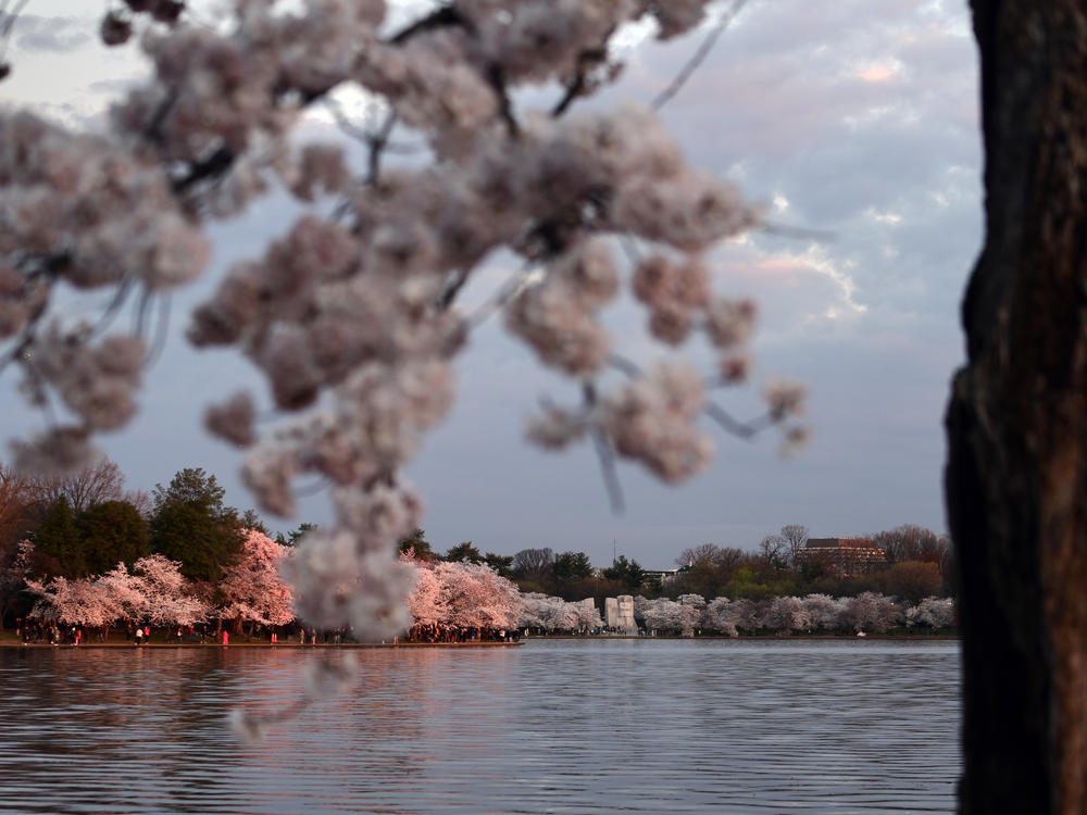 You can see the Martin Luther King Jr. Memorial in the distance as the cherry blossoms reached peak bloom.