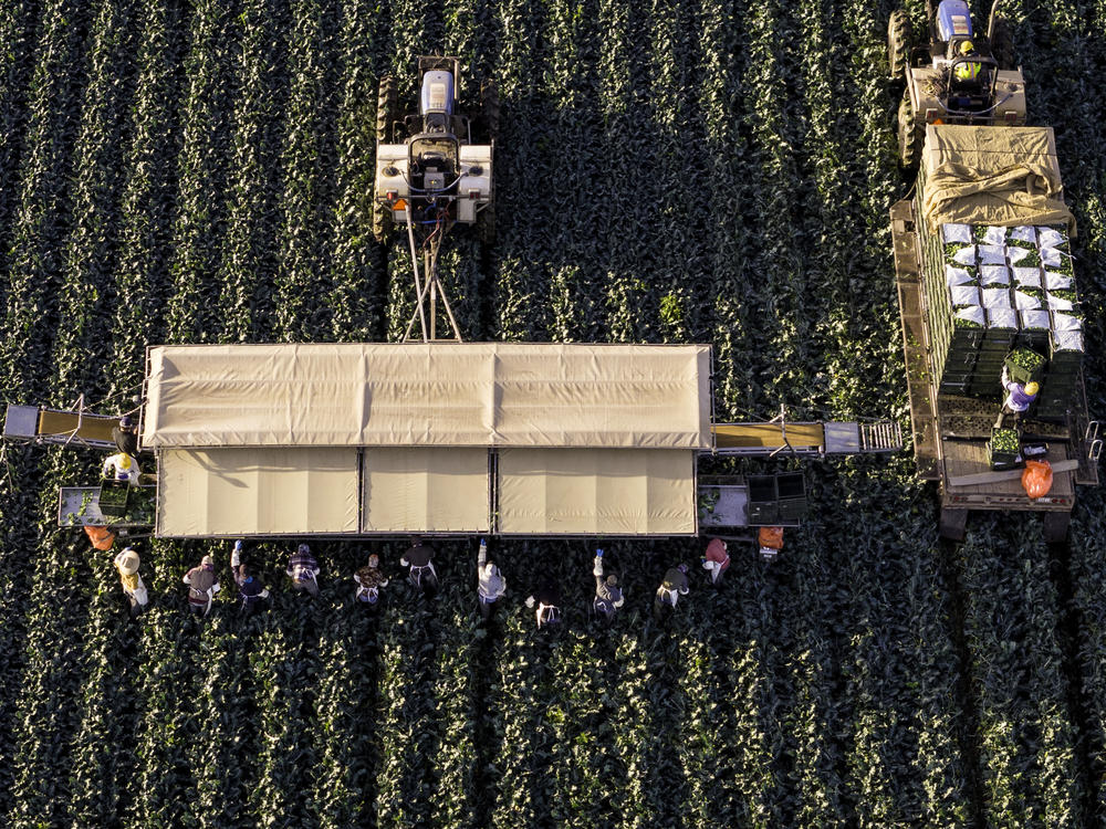 In an aerial view, farmworkers harvest broccoli near the U.S.-Mexico border on March 9 in Yuma, Ariz.