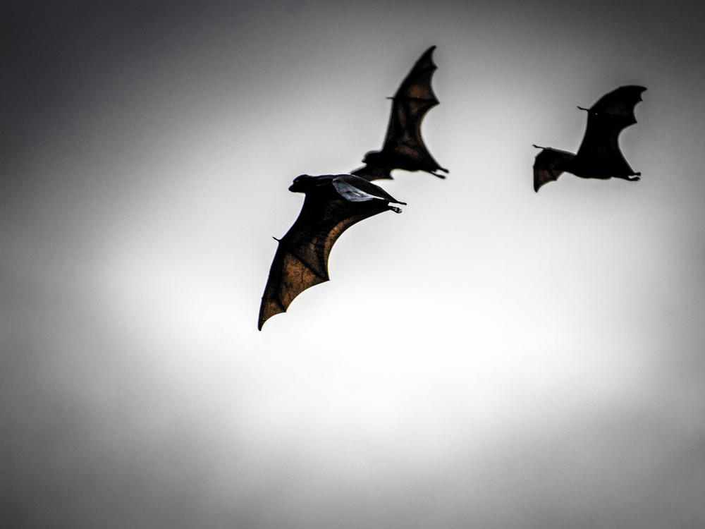 When Australia's black flying foxes are well-fed, they tend to be healthy. A lack of food stresses the bats — and stress causes them to shed, or release, viruses into the environment.