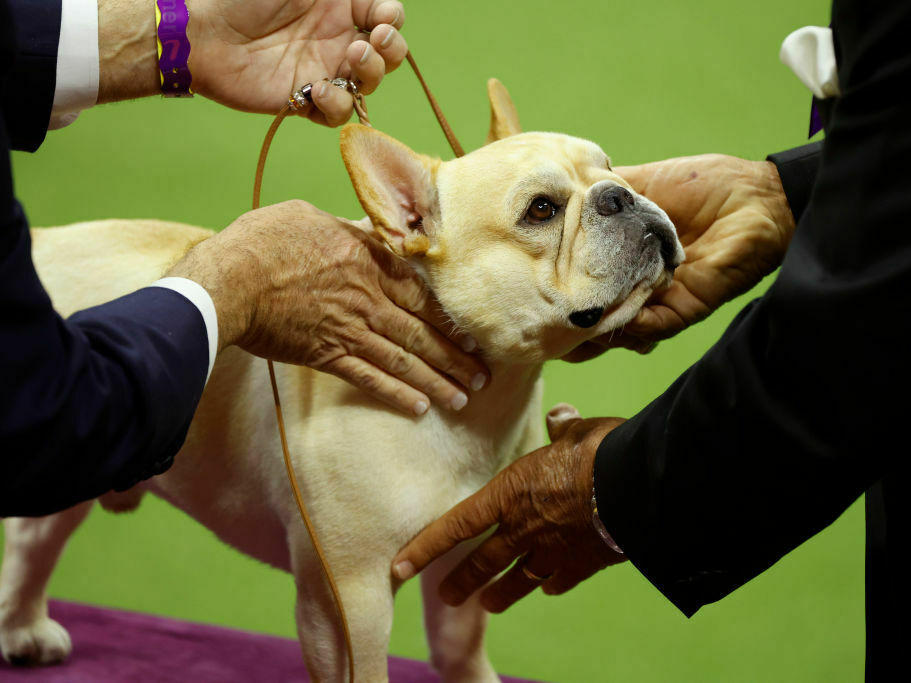 French bulldogs have skyrocketed in popularity. Legislation being considered in New Hampshire could put rules on breeding ones with chronic breathing problems.