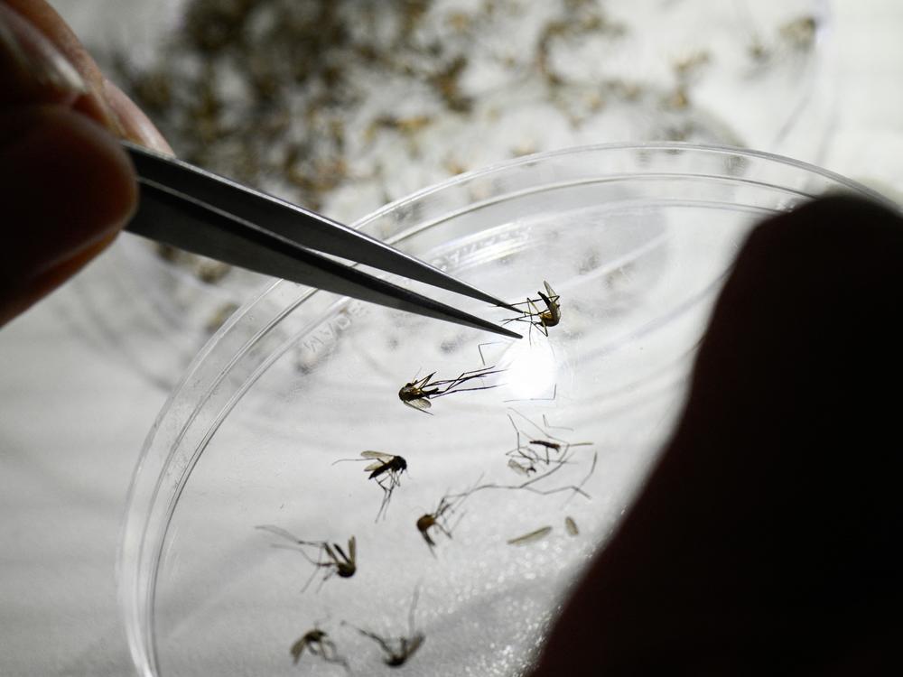 Victoria Micieli, director and scientist at the Center for Parasitological and Vector Studies of the national scientific research institute CONICET, classifies different species of mosquitoes at a laboratory in La Plata, in Argentina's Buenos Aires Province, on Tuesday.