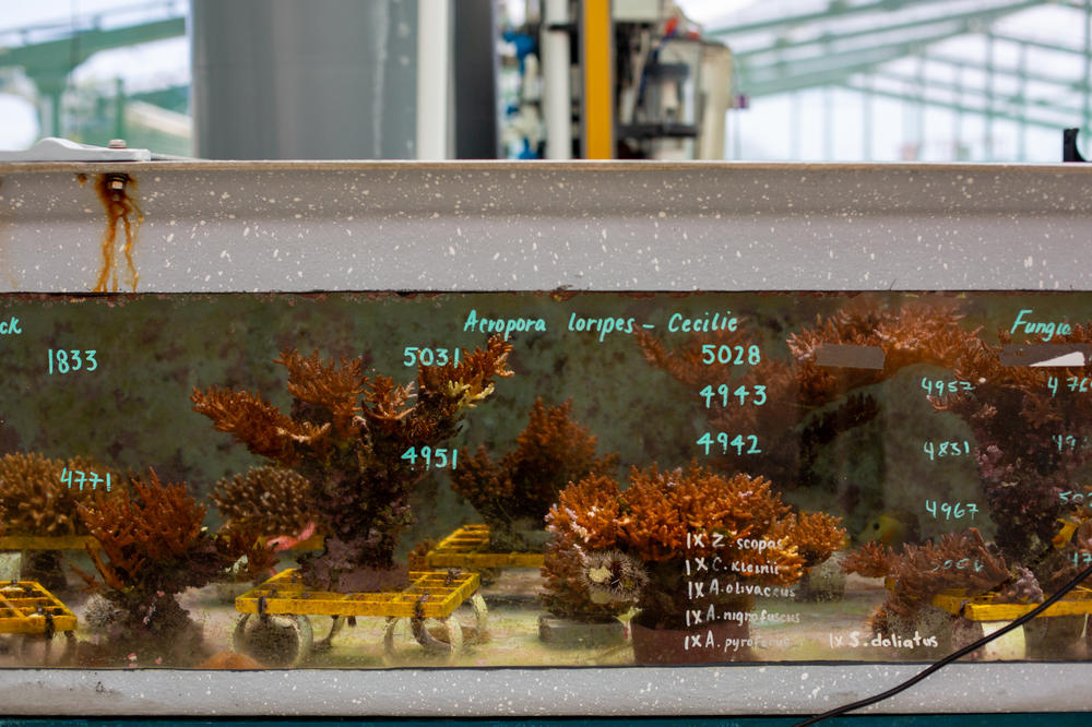 Selective breeding has been used by humans for millennia on crops and livestock. Now, as the climate gets hotter, it's being used for conservation.
