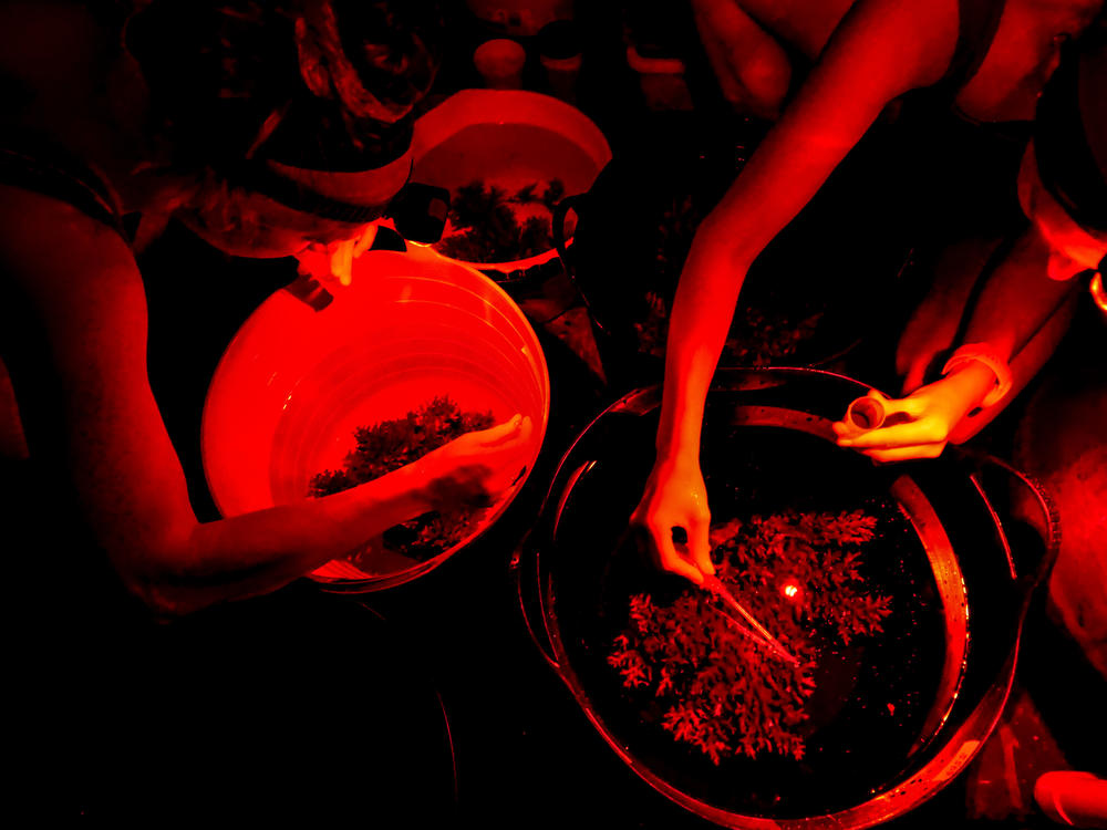 A team from the Australian Institute of Marine Science monitors coral spawning, which occurs only at night and just once a year.