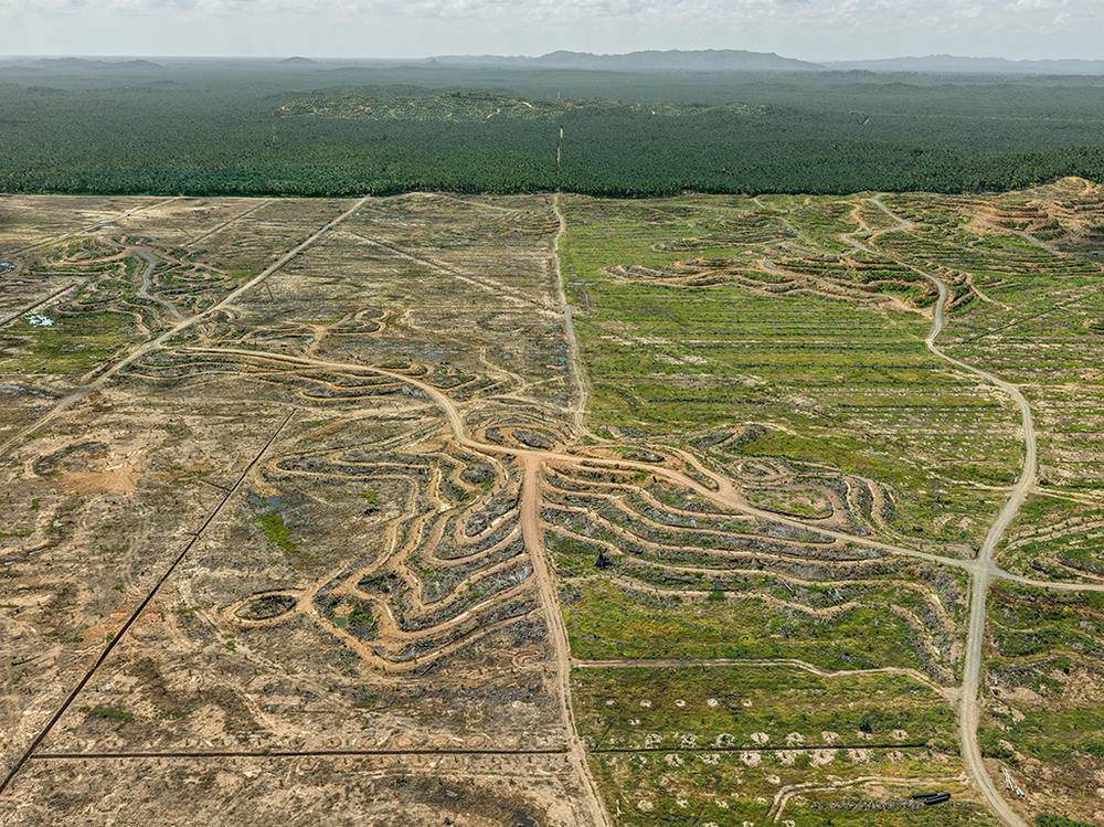 An aerial view of a palm plantation on the island of Borneo. <a href=