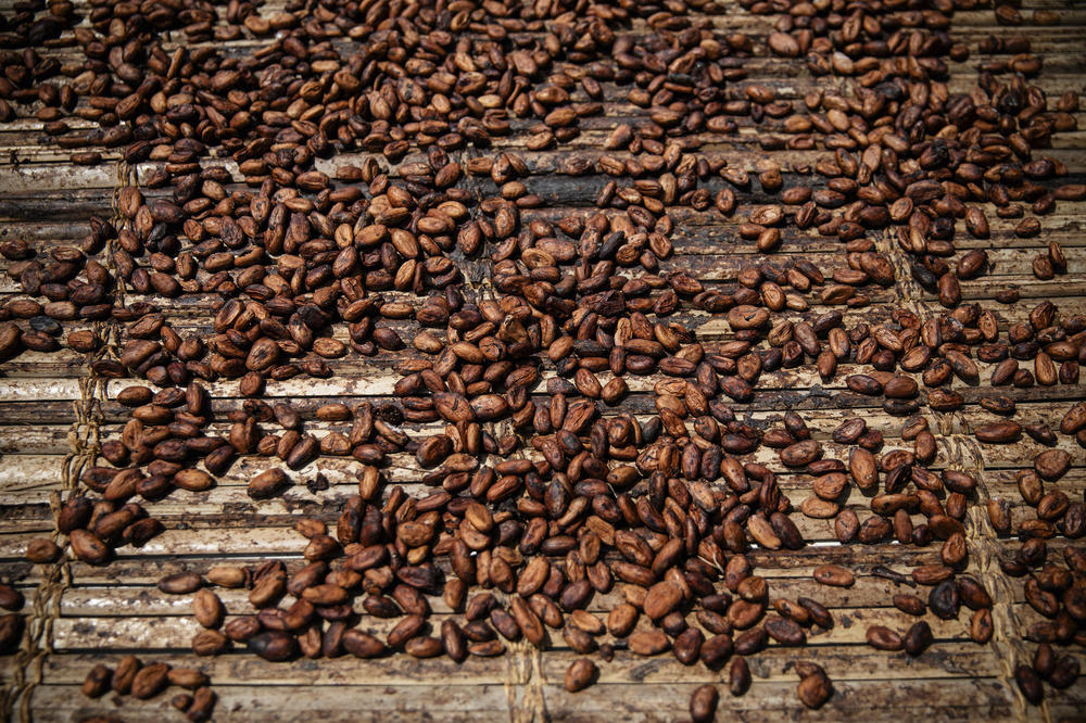 Cocoa beans dry in West-Central Ivory Coast in November.