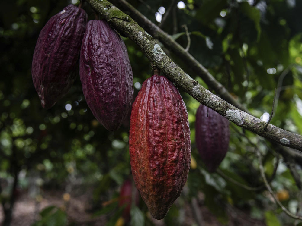 Cocoa pods hang on a tree in Ivory Coast, one of the world's top growers.