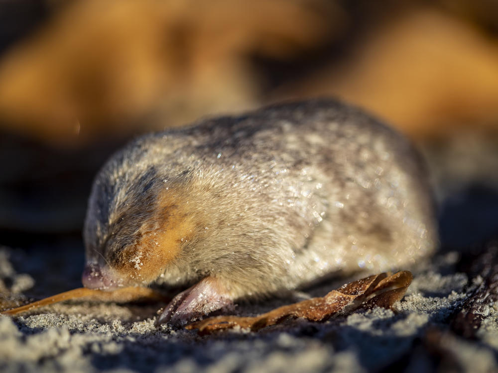 A group of local scientists finally found De Winton's golden mole on a recent expedition.