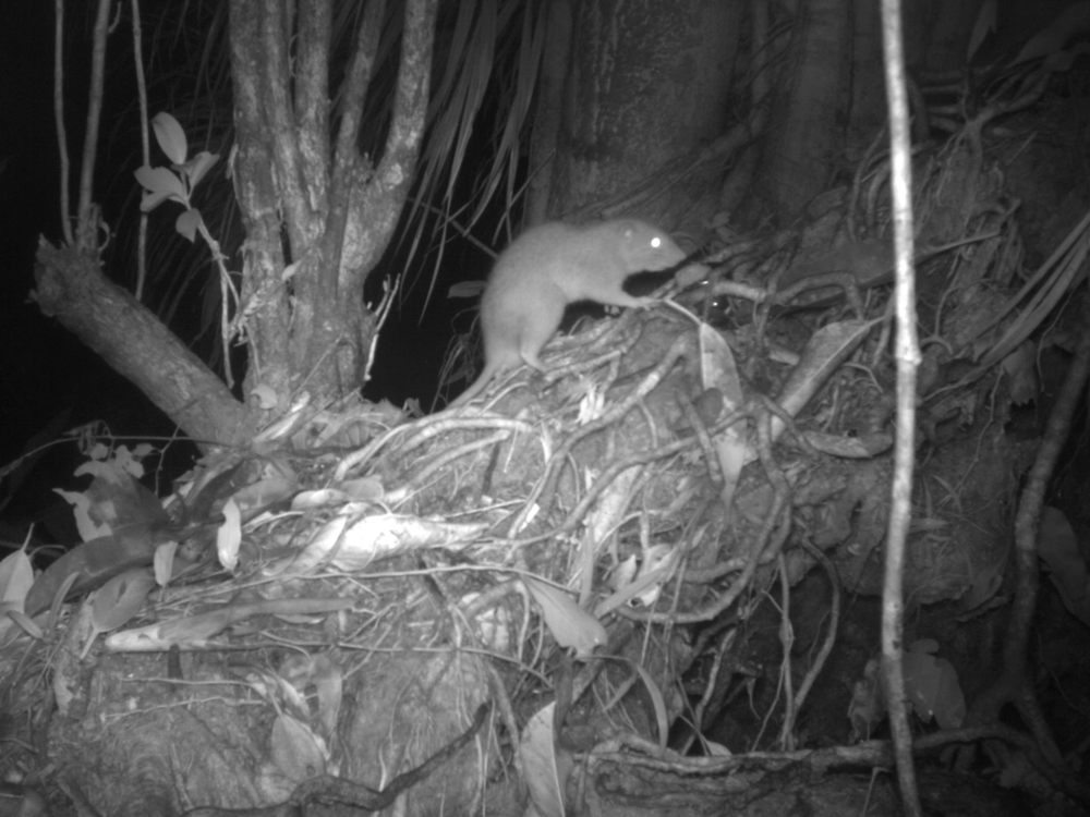A camera trap captures an image of a giant rat on Vangunu Island.