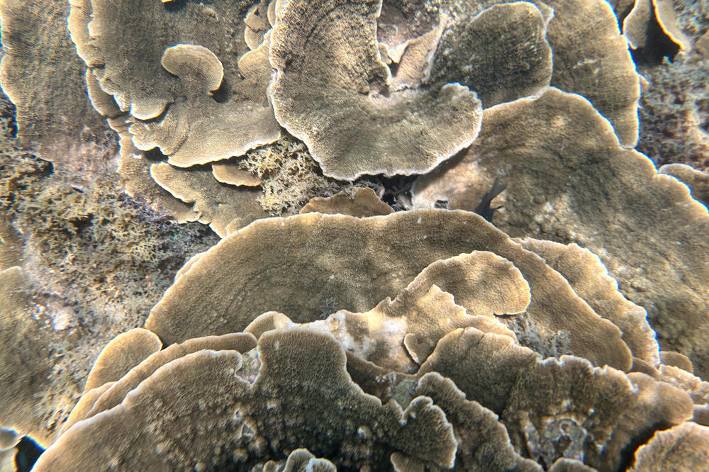 Reefs are vital for humans. Half a billion people depend on coral reefs for food, livelihoods and flood protection, since reefs can dissipate the power of waves hitting shore.