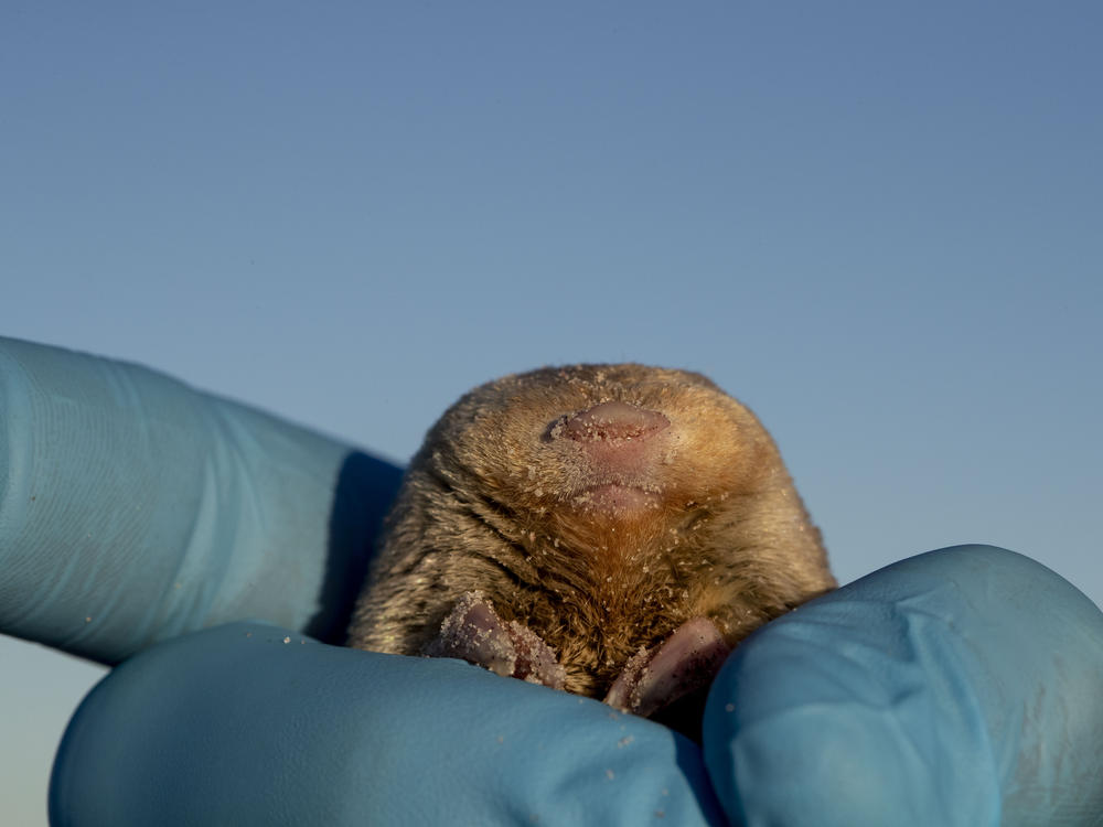 A researcher holds up a sandy De Winton's golden mole.