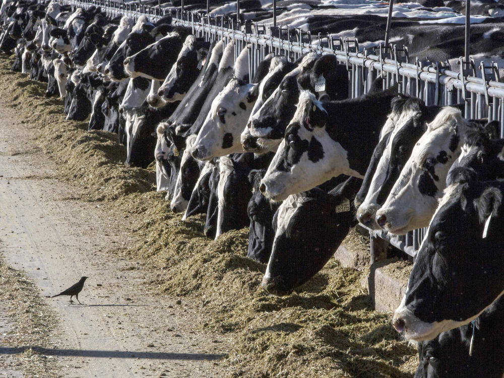 Dairy cattle feed at a farm on March 31, 2017, near Vado, N.M. The U.S. Department of Agriculture says cows in multiple states have tested positive for bird flu.