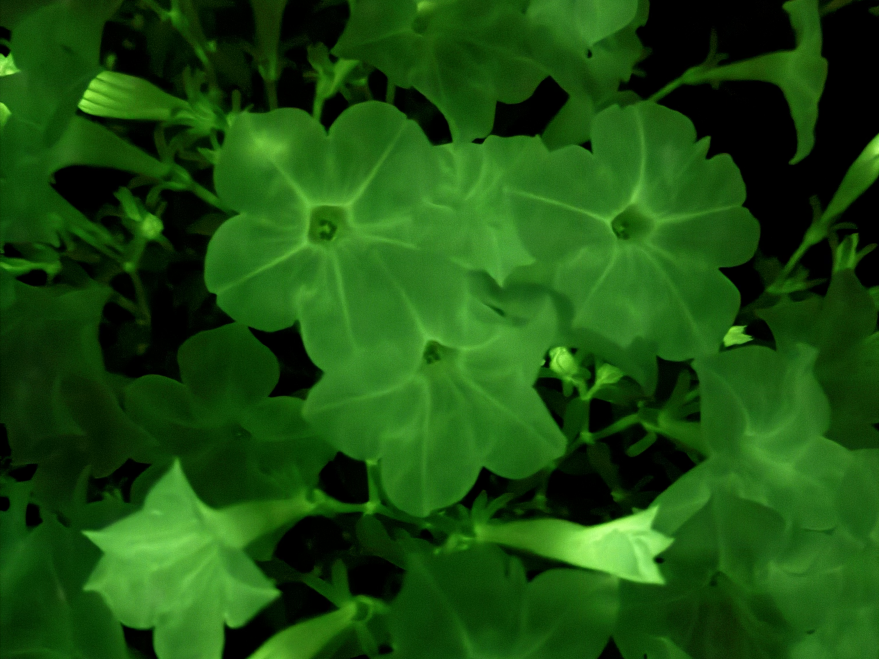 A long exposure photo of Firefly petunias, which are genetically modified to produce their own light through bioluminescence