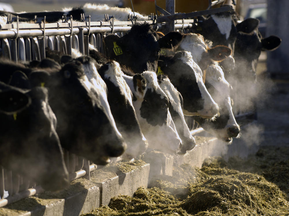 The U.S. Department of Agriculture says cows in multiple states have tested positive for bird flu.