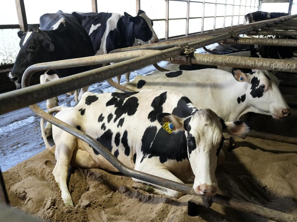 An outbreak of bird flu is affecting dairy cows in the U.S.