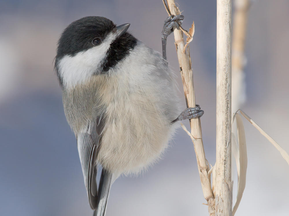 The black-capped chickadee, seen here, is well known for its strong episodic memory.