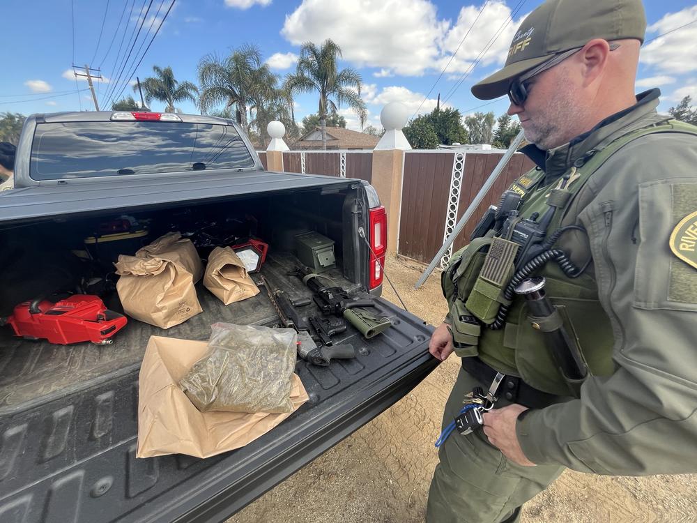 Riverside County Sheriff Department Sgt. Jeremy Parsons collects cannabis clippings and firearms from an unlicensed greenhouse in Perris, Calif.