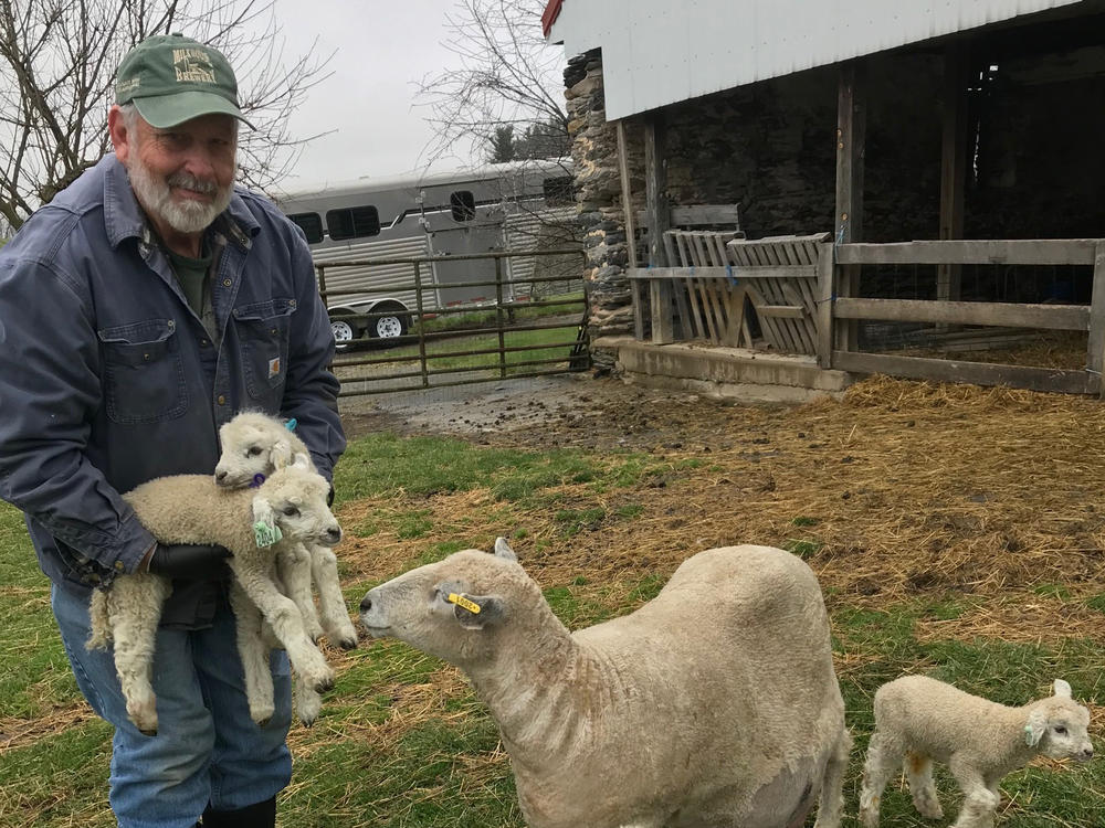 Tom Barse, owner of Milkhouse Brewery at Stillpoint Farm in Mount Airy, Md., pictured with some of his sheep earlier this month. The brewery is holding its second eclipse viewing event on Monday.