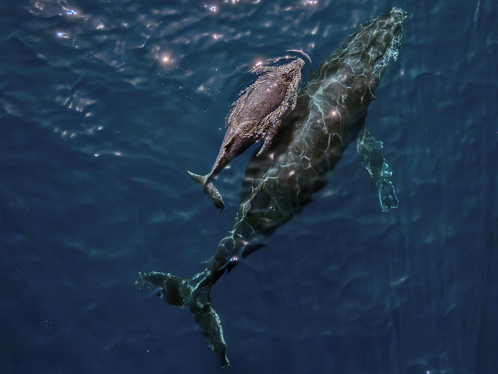 TOPSHOT - A mother humpback whale and calf are seen on the coast of Vitoria, Espirito Santo state, Brazil on August 22, 2023.