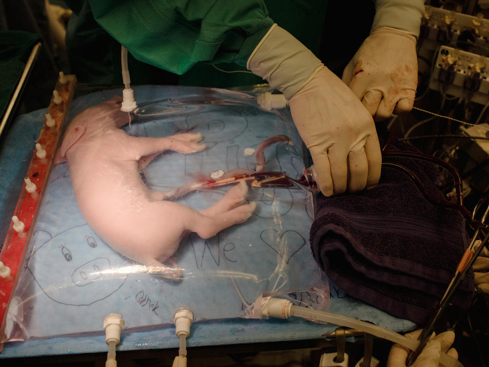 A fetal pig rests inside an artificial womb.
