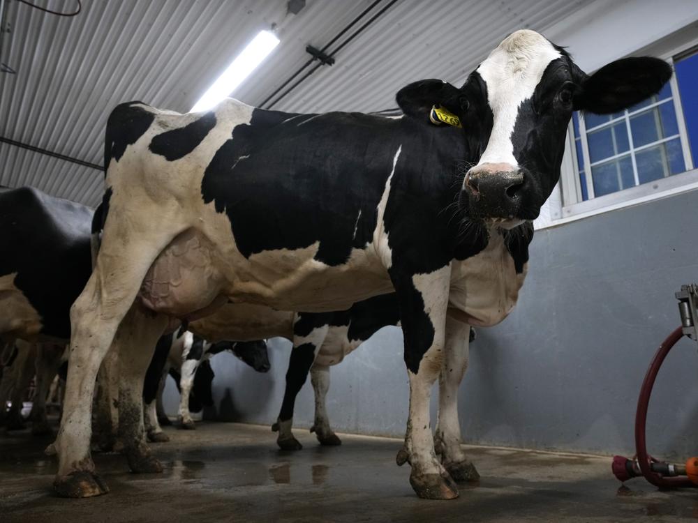 With diary cows getting bird flu, researchers are trying to figure out what mutations could make the virus a threat to humans.