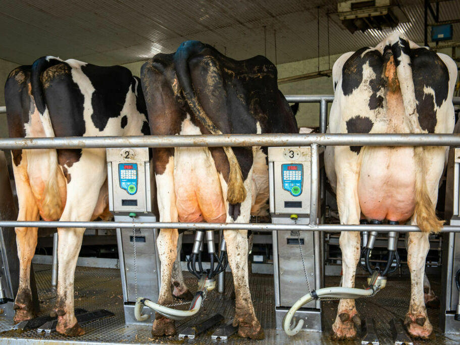 With bird flu spreading among cows, scientists are concerned about potential future risks to humans.