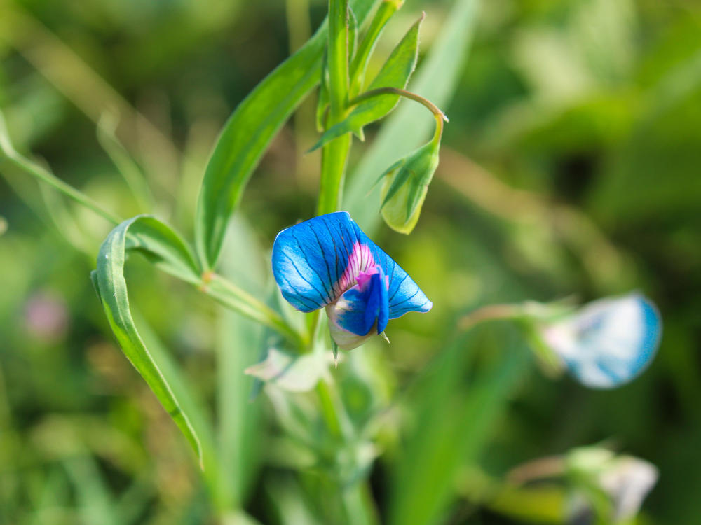 The grass pea — Lathyrus sativus — is hardy and drought resistant. It tastes like a sugar snap pea, although if that's all you were to eat its natural toxin could make you sick. But breeders might be able to address that issue.