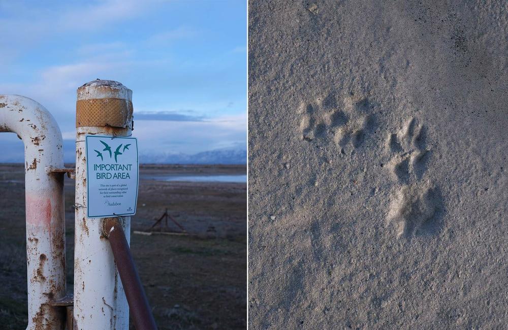Left: the Great Salt Lake is an important stopover for scores of migratory shorebirds. Right: as the lake dries, predators like coyotes are appearing in areas that used to be underwater.