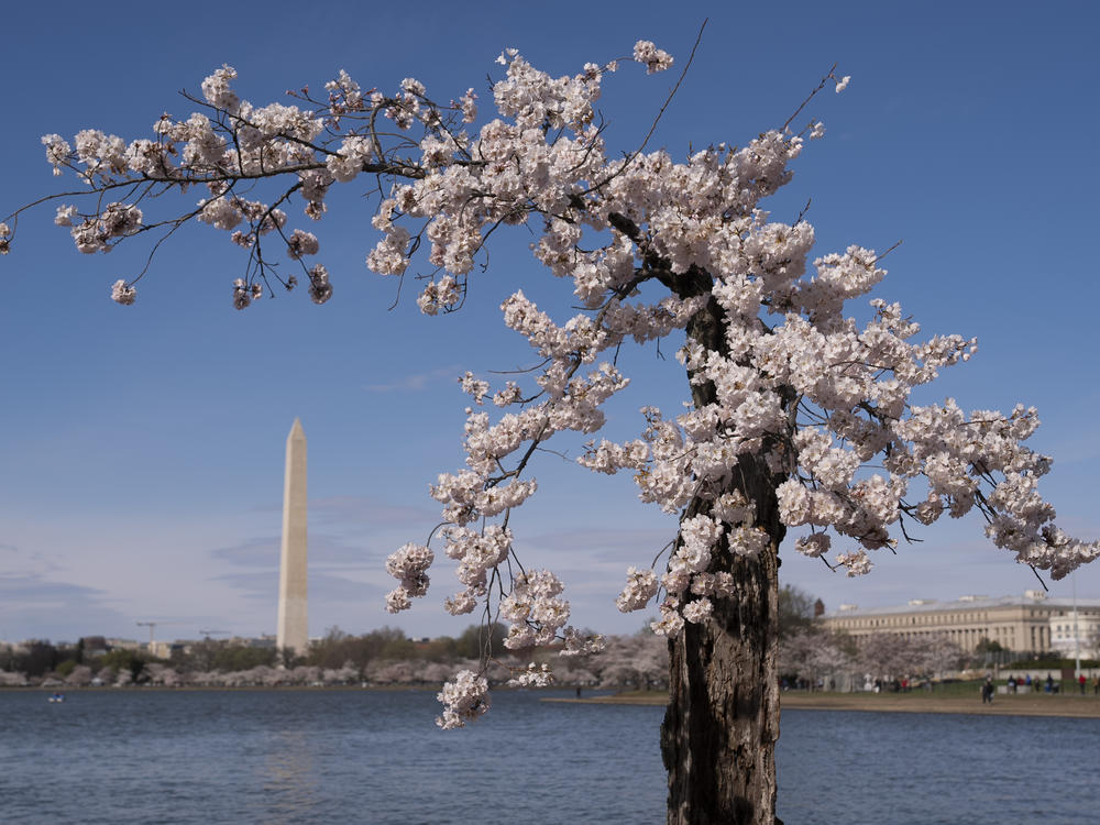 The Washington Monument is visible behind a cherry tree affectionally nicknamed 'Stumpy', March 19, 2024 in Washington.
