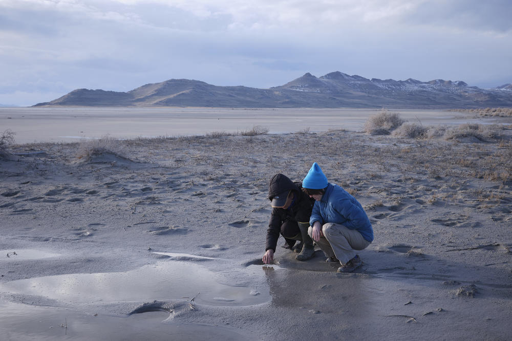 Scientists Heidi Hoven, Senior Manager at the Gillmor Sanctuary and Audubon Rockies and Bonnie Baxter, Director at The Great Salt Lake Institute, look for small flies at a bird sanctuary where many species of birds are affected by the recession of The Great Salt Lake.