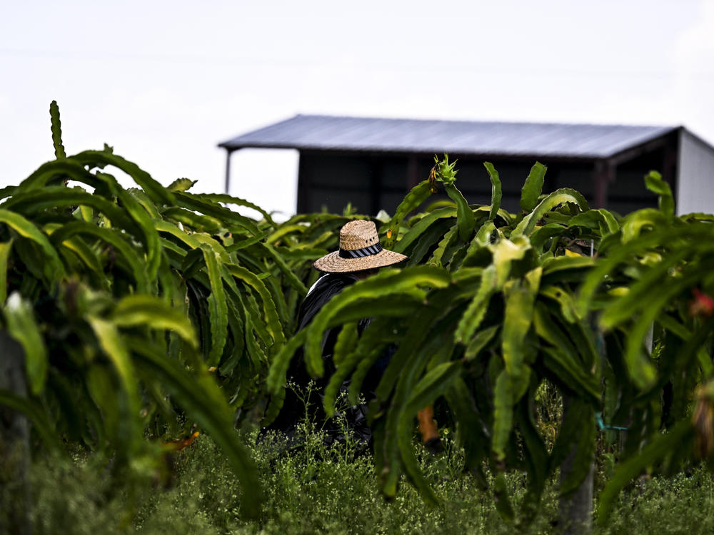 A man works in a Florida agricultural field on a hot, humid day in July 2023, one of the hottest months ever recorded in the state. There are no federal heat regulations.