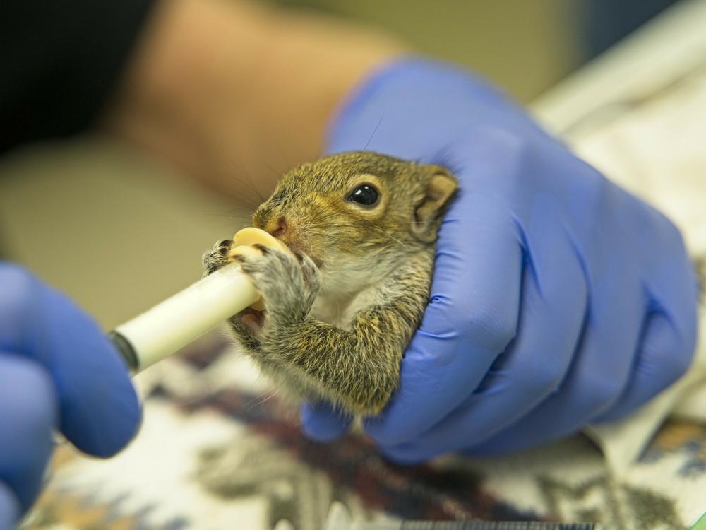 A volunteer at City Wildlife in Washington, D.C. feeds a baby squirrel with formula. The center helps rehabilitate animals that are injured or orphaned.