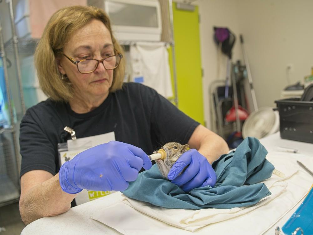 Julie Edwards, a volunteer at City Wildlife in Washington, D.C., hand feeds one of the baby squirrels.