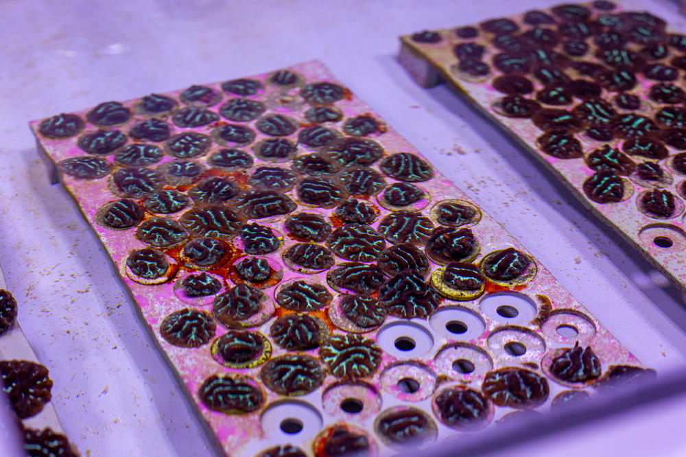 Corals the size of walnuts have been inoculated with heat resistant algae by Matthew Nitschke and his colleagues at the Australian Institute of Marine Science. They've found corals inoculated with heat-tolerant algae seem to resist bleaching for longer.