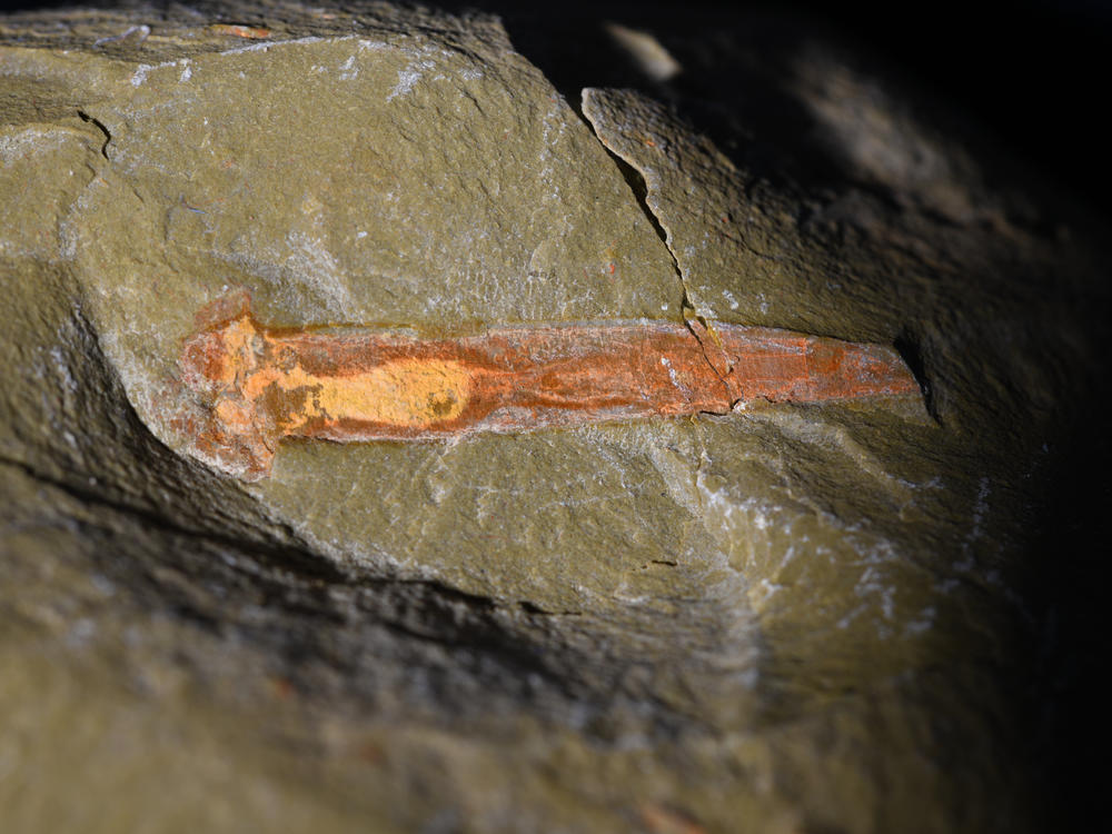 <em>Selkirkia tsering</em> fossil found in a collection from the Fezouata Formation in Morocco.