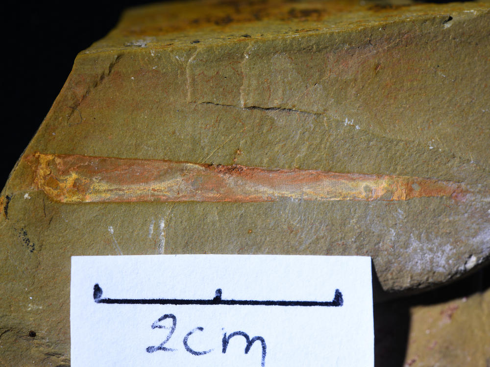 Here, a two centimeter scale bar is placed next to the the fossilized <em>Selkirkia tsering</em> sample is measured to indicate its overall size.